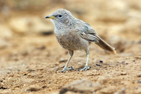 Grey thrush, passerine bird, (Turdoides squamiceps), animals, birds, sparrow, Celias Waterhole,