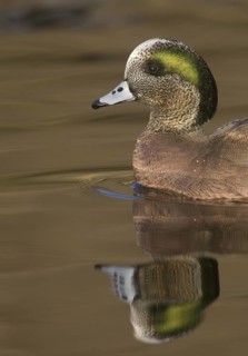 American Wigeon (Mareca americana) male, Arizona, USA