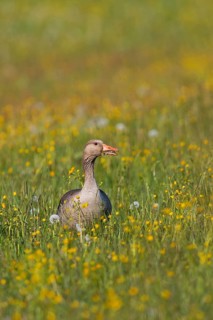 Greylag Goose (Anser anser), Baden-Wuerttemberg, Germany