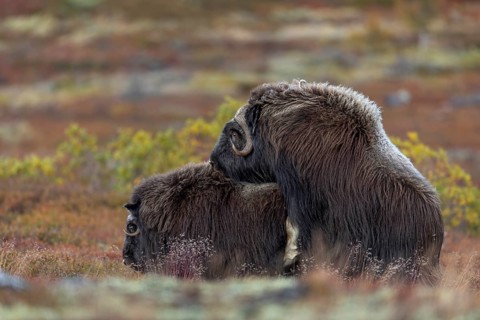 Mating musk oxen (Ovibos moschatus) in the autumn-coloured tundra, reproduction, autumn, autumn