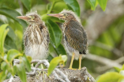 Green Heron Butorides virescens San Blas, Nayarit, Mexico 7 June Immatures Ardeidae