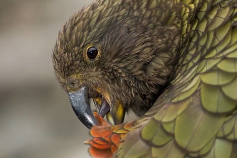 Kea preening, relealing the vivid red rump feathers