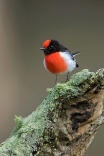 Red-capped Robin (Petroica goodenovii) perched on an old lichen covered tree stump, Victoria,