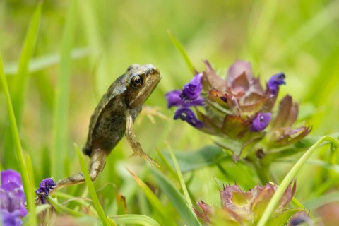 Common frog (Rana temporaria) juvenile amphibian froglet on a garden grass lawn with a Bugle