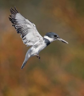 Belted Kingfisher (Megaceryle alcyon) male flying, Florida, USA