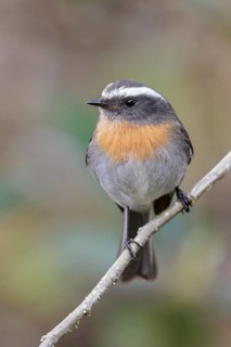 Rufous-breasted Chat-Tyrant (Ochthoeca rufipectoralis) perched on a branch in Manu National Park,