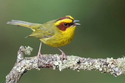 Golden-browed Warbler (Basileuterus belli) perched on a branch in Oaxaca, Mexico