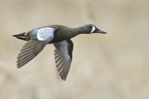 Blue-winged Teal (Spatula discors) male flying, Alberta, Canada