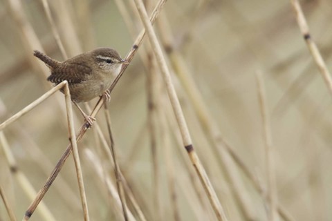 Eurasian Wren (Troglodytes troglodytes), Netherlands