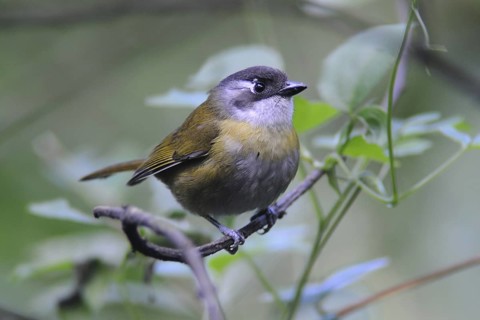 Common Bush Tanager (Chlorospingus flavopectus), Guatemala
