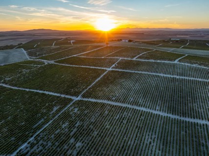 The La Canariera vineyard of the Bodega González Byass near the town of Jerez de la Frontera. At