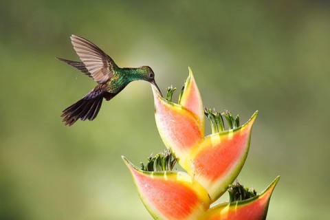 Bronze-tailed Plumeleteer (Chalybura urochrysia) male flying while feeding at flower nectar, Costa