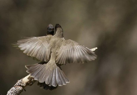 Common Bulbul (Pycnonotus barbatus), Chobe, Botswana