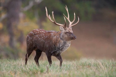 Sika deer (Cervus nippon) adult male stag standing in a woodland clearing in autumn, England,
