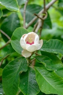 Summer magnolia (Magnolia × wiesneri), Coleton Fishacre, Great Britain