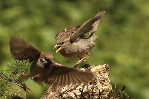 House Sparrow (Passer domesticus) female, Lower Saxony, Germany