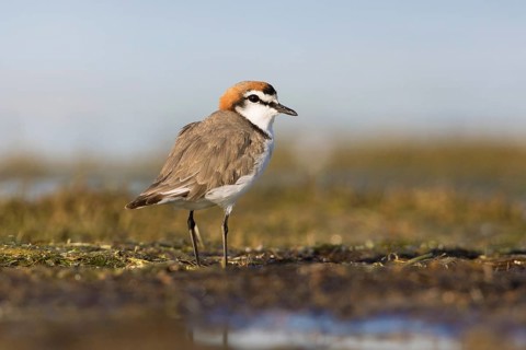 Red-capped Plover (Charadrius ruficapillus) male, Victoria, Australia
