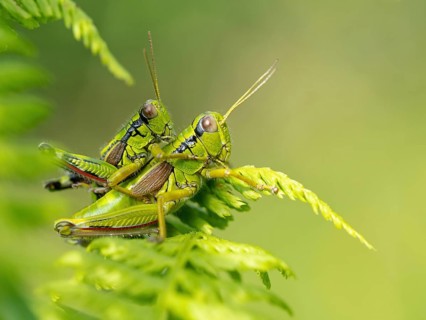 Green mountain grasshopper (Miramella alpina), Grasshopper, Green Mountain Grasshopper,