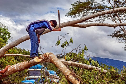 Man cuts a branch from a felled tree in a wooded area with an axe, blocked Yungas Strait and