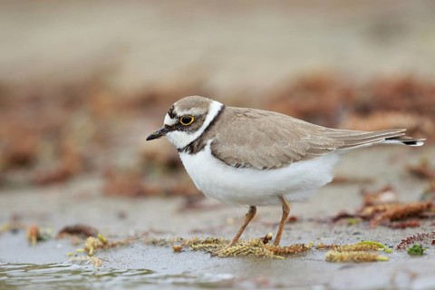 Little Ringed Plover (Charadrius dubius) female, North Rhine-Westphalia, Germany
