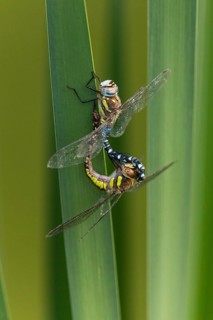 Autumn mosaic damselfly (Aeshna mixta), pair on a reed leaf, copulating, Hesse, Germany