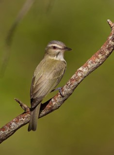 Black-whiskered Vireo (Vireo altiloquus), Florida, USA