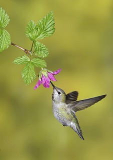 Anna's Hummingbird (Calypte anna), British Columbia, Canada