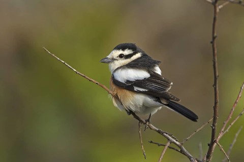 Masked Shrike (Lanius nubicus) male, Turkey