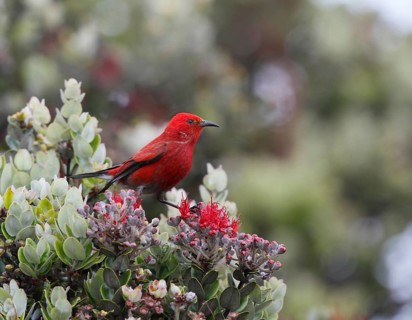 Apapane, Himatione sanguinea sanguinea, Hawaiian Honeycreeper