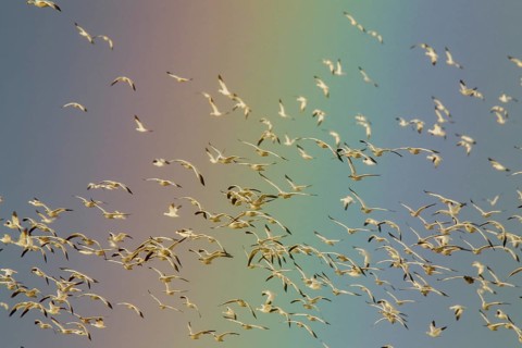 Snow Goose Chen caerulescens Bosque del Apache National Wildlife Refuge, New Mexico, United States