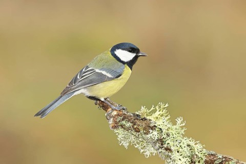Great Tit (Parus major), sitting on a branch overgrown with moss and lichen, Wildlife, Animals,
