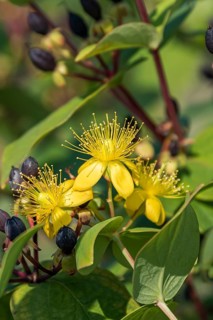 St John's wort (Hypericum × inodorum 'Excellent Flair'), Saxon State Office for the Environment,