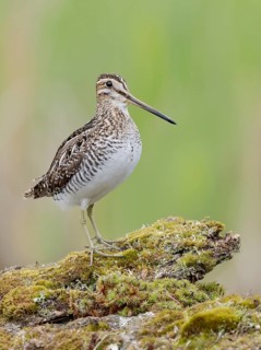 Wilson's Snipe (Gallinago delicata), British Columbia, Canada