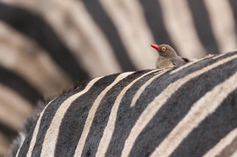 Red-billed Oxpecker (Buphagus erythrorynchus), Mpumalanga, South Africa