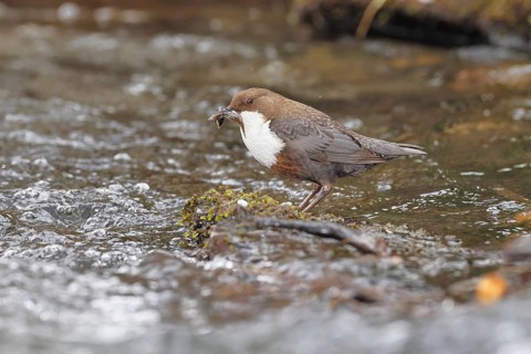 White-throated White-throated Dipper (Cinclus cinclus) standing with prey on a stone in the middle