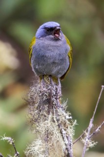 Blue-capped Tanager (Thraupis cyanocephala) perched on a branch in Manu National Park, Peru