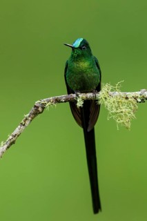 Long-tailed Sylph (Aglaiocercus kingi) perched on a branch in the Andes Mountains of Colombia