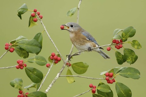 Eastern Bluebird (Sialia sialis), Texas, USA