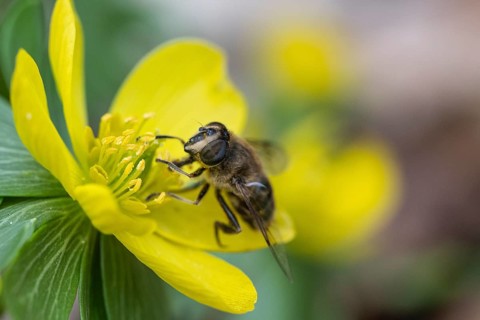 Winter aconite (Eranthis hyemalis) with garden wedge-spotted hoverfly (Eristalis lineata), Emsland,