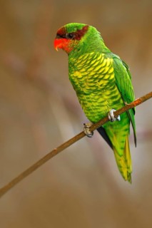 Mindanao lorikeet or Mount Apo lorikeet, Trichoglossus johnstoniae, green and red parrot sitting in