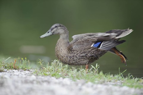 Mallard (Anas platyrhynchos) female, Thuringia, Germany