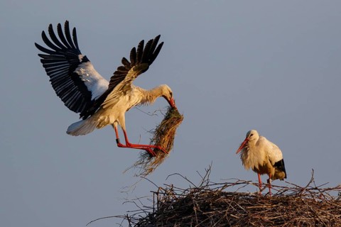 White Stork (Ciconia ciconia) with nesting material, North Rhine-Westphalia, Germany