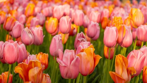 A vibrant field of pink and orange tulips in full bloom captures the essence of spring. The bright,