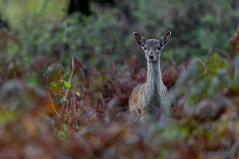 Encounter with a fallow deer calf (Dama dama) in the late afternoon, the mother is not visible