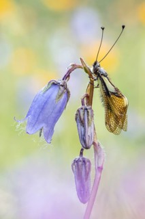 Der Libellen-Schmetterlingshaft (Libelloides coccajus) ist ein Netzflügler. Diese Aufnahme stammt
