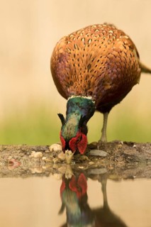 Common Pheasant (Phasianus colchicus) male drinking, Serbia