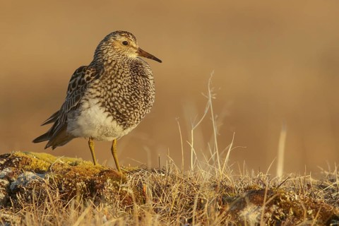 Pectoral Sandpiper (Calidris melanotos) on the tundra in Northern Alaska