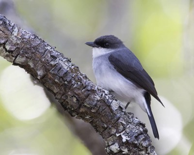 Mangrove Robin (Peneoenanthe pulverulenta leucura), Queensland, Australia