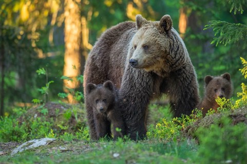 Eurasian Brown Bear (Ursus arctos) mother with cubs in forest, Finland
