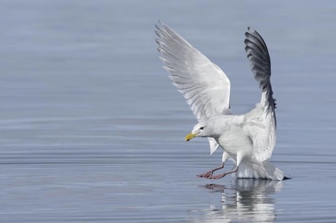 Glaucous-winged Gull (Larus glaucescens) flying, Alaska, USA